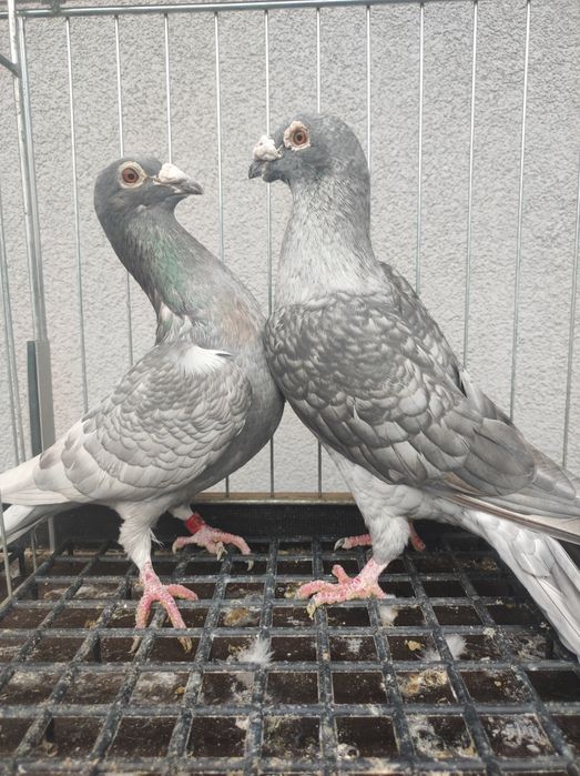 Golob gołębie pocztowy pocztowe opal