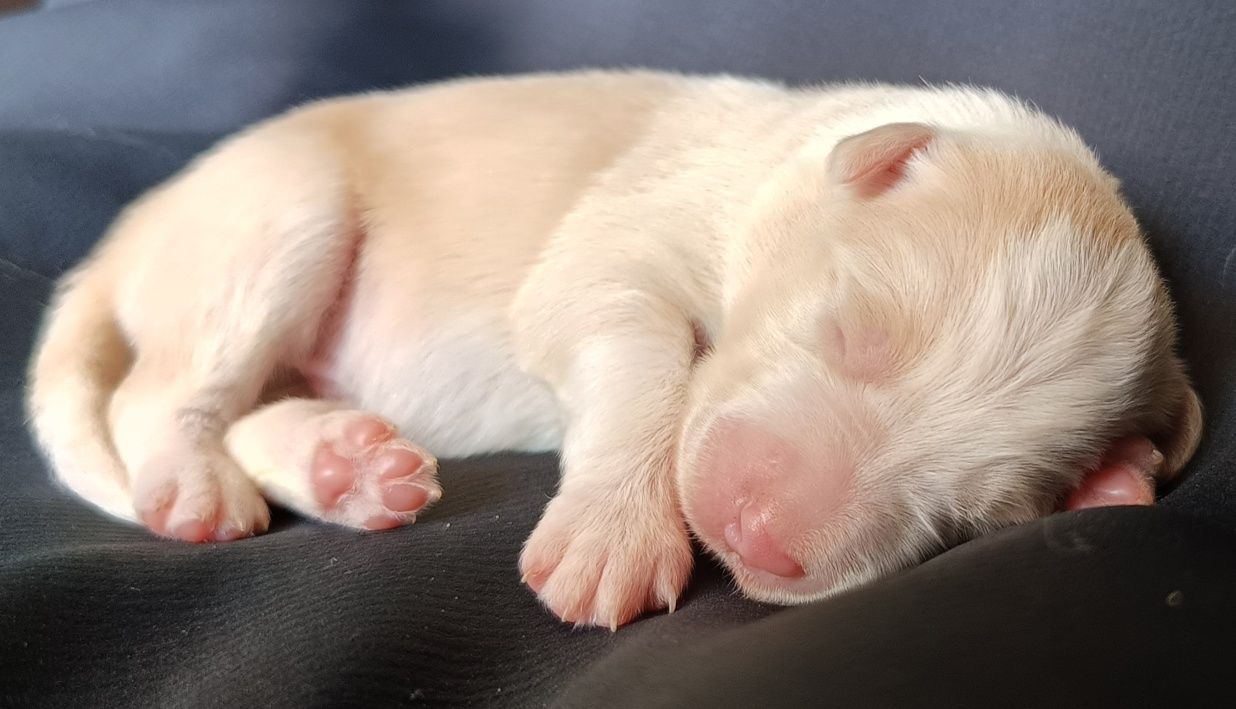 Border collie dziewczynka FCI zkwp ee red