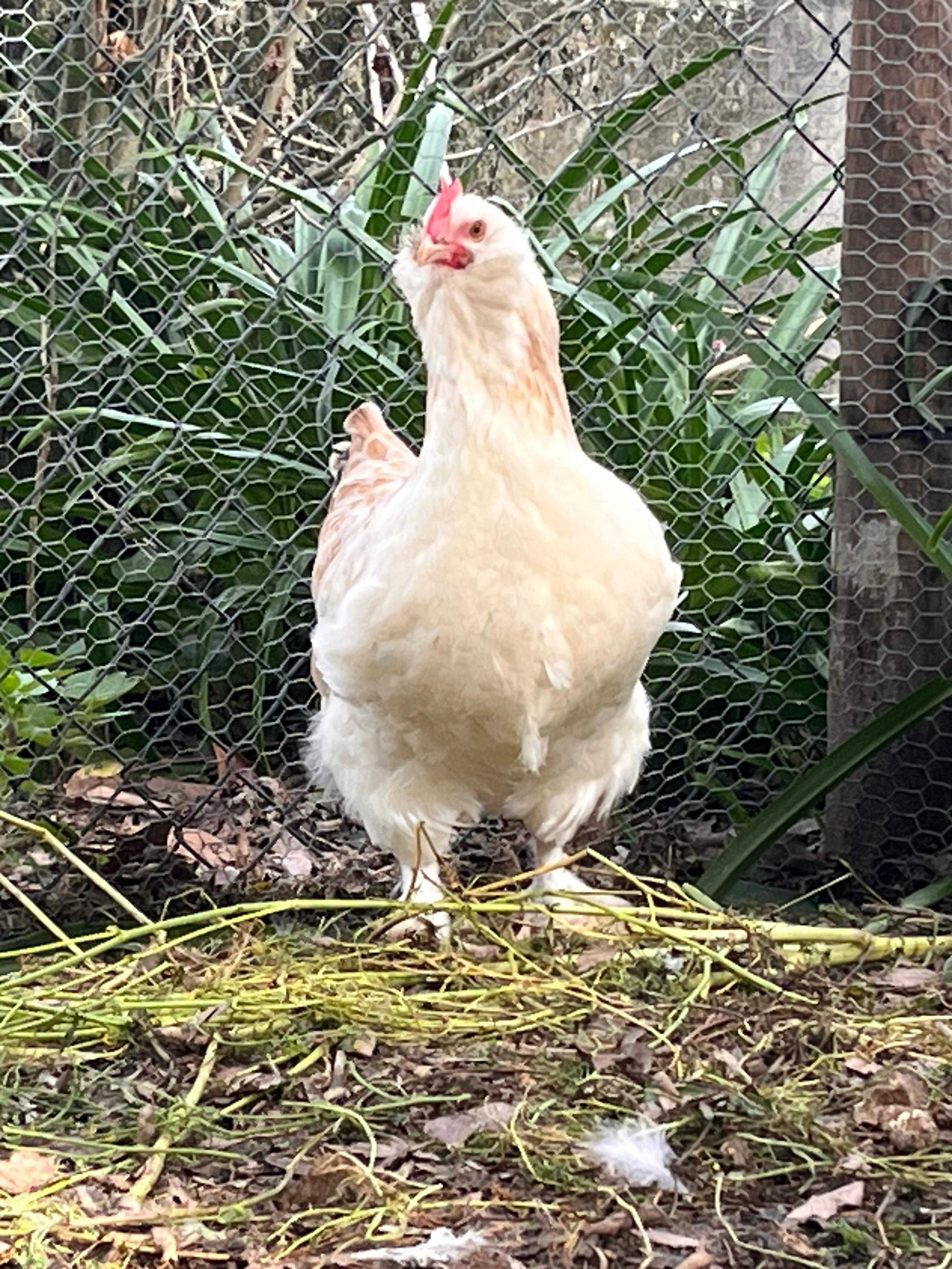 FAVEROLLES (ovos e aves)