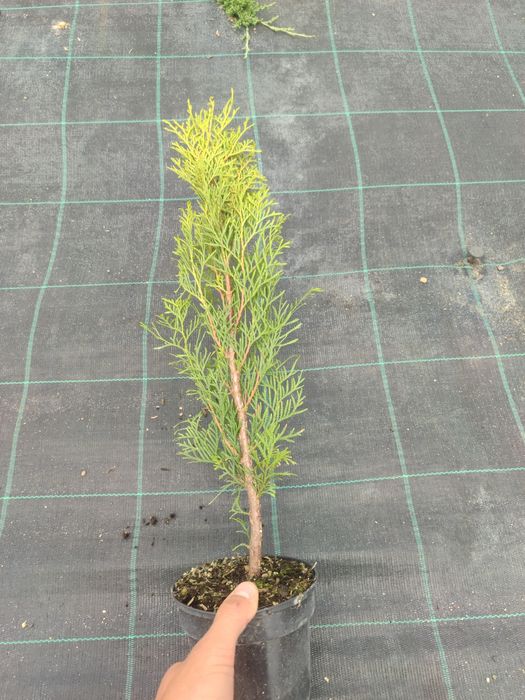 Туя Смарагд - в контейнері