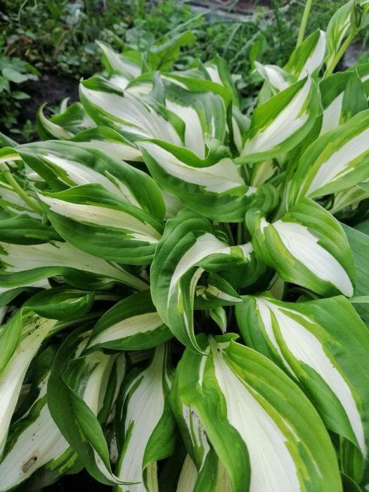 Хоста три сорта