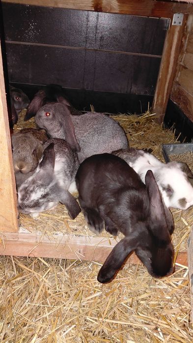 Króliki młode mieszańce