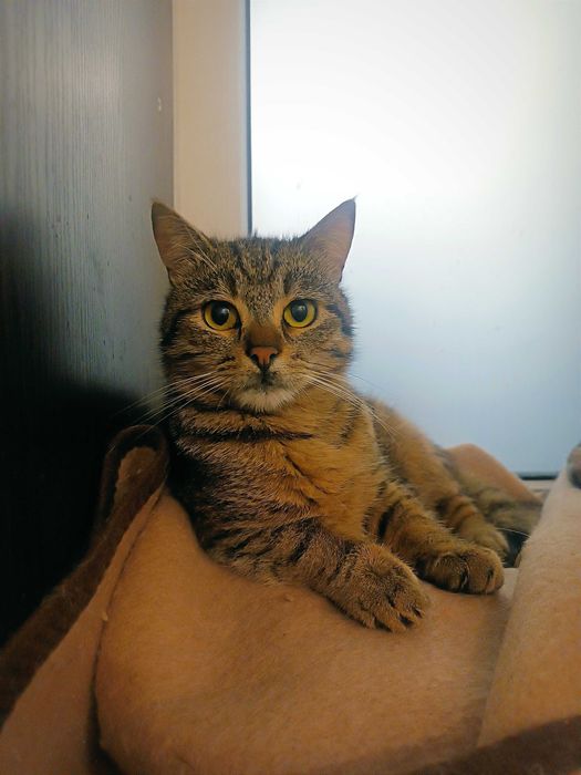 Смугастий зачекався на дім...