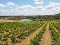 Terreno de 14 ha com plantação de Romaneiras