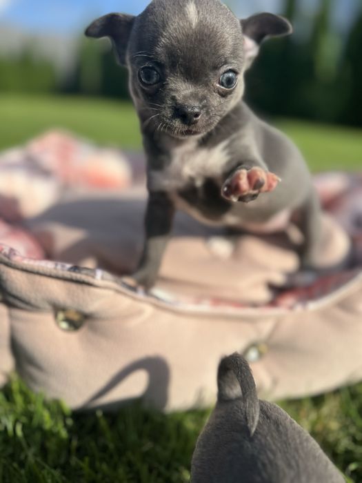 Chihuahua z prawdziwym rodowodem ZKwP/ FCI