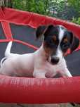 Jack Russell Terrier gładkowłosy tricolor