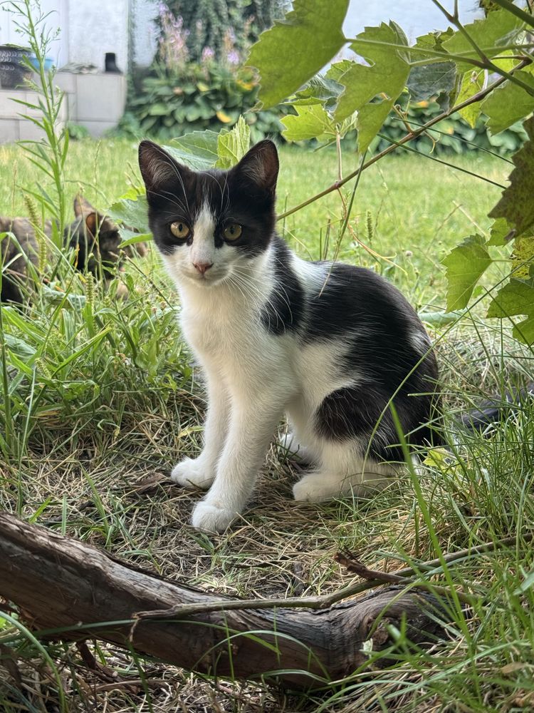 Віддам кошенят 3 місяці