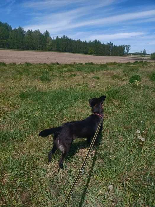 Urodziwa sunia w typie rasy patterdale terrier