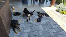 Oddam pieski jagdterrier niemiecki   Za darmo