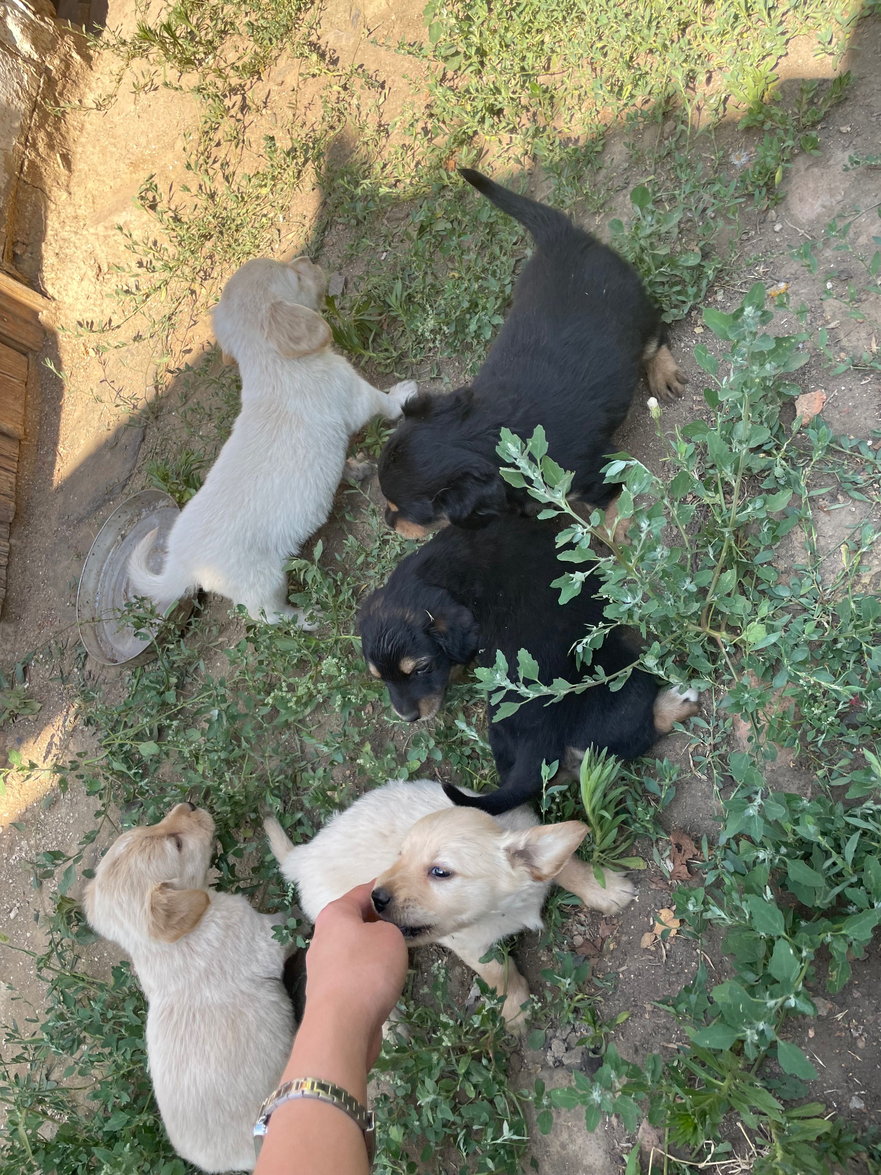 Цуценята шукають люблячий дім!