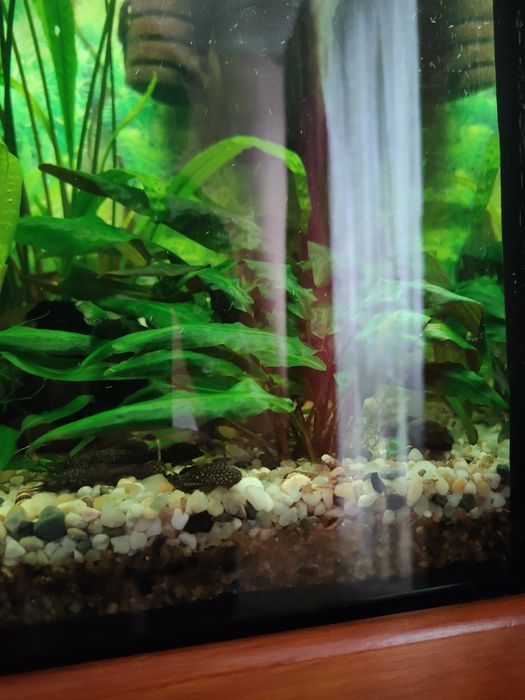 Glonojady Zbrojniki Pospolite