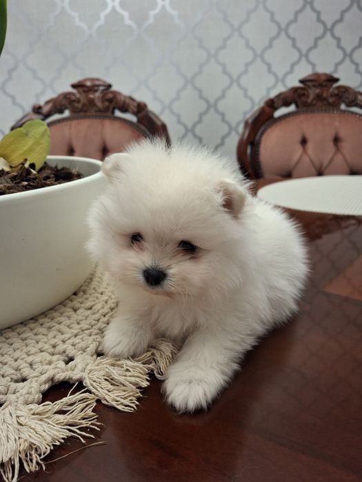 Szpic miniaturowy pomeranian