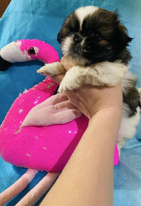 Мини щеночек ши-тцу