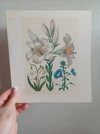 Rycina Maria Sibylla Merian Lilia Malwa 20 x 24 ilustracja botaniczna