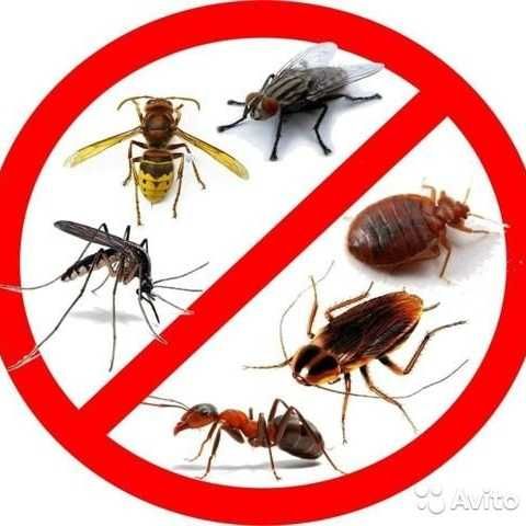 Знищення клопів тарганів кліщів мурах мишей бліх шершнів Dez_Clean_