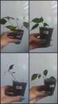 Фикус бенджамина