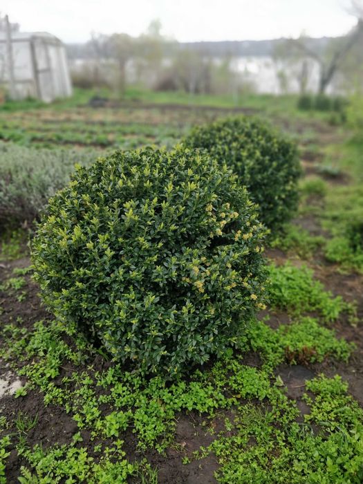 Продам Самшит в наличии много Растений