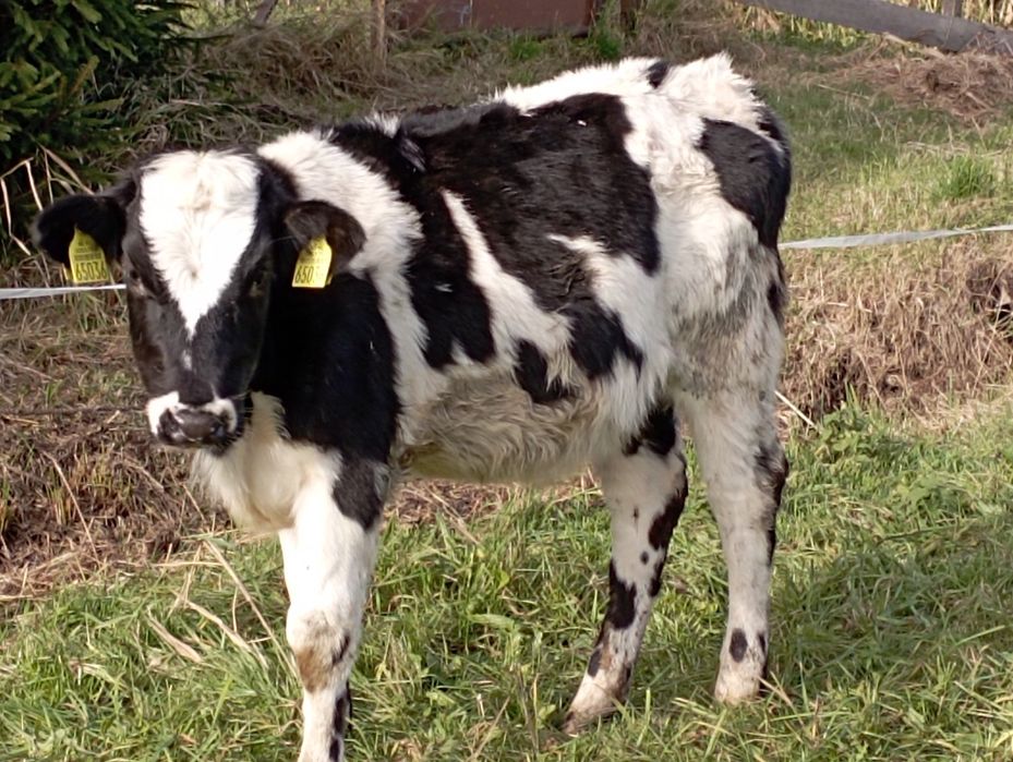 Jałówki byczki polskie żarłoki