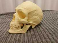 Model czaszki 3d