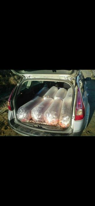 Kroczek Karp 2-3/kg  inne Amur Tołpyga  Jesiotr Węgorz Karaś pospolity