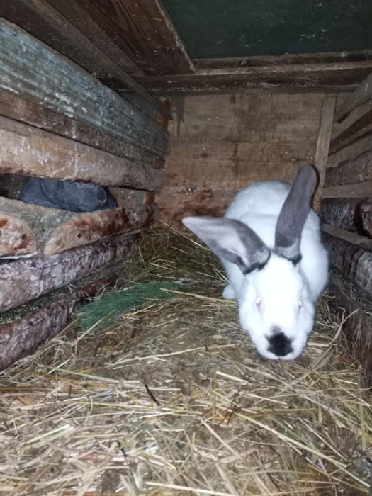 Кролики і кролиці 5 міс