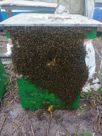 Продам бджолопакет