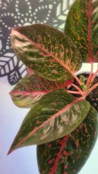 Aglaonema dark star  do kolekcji