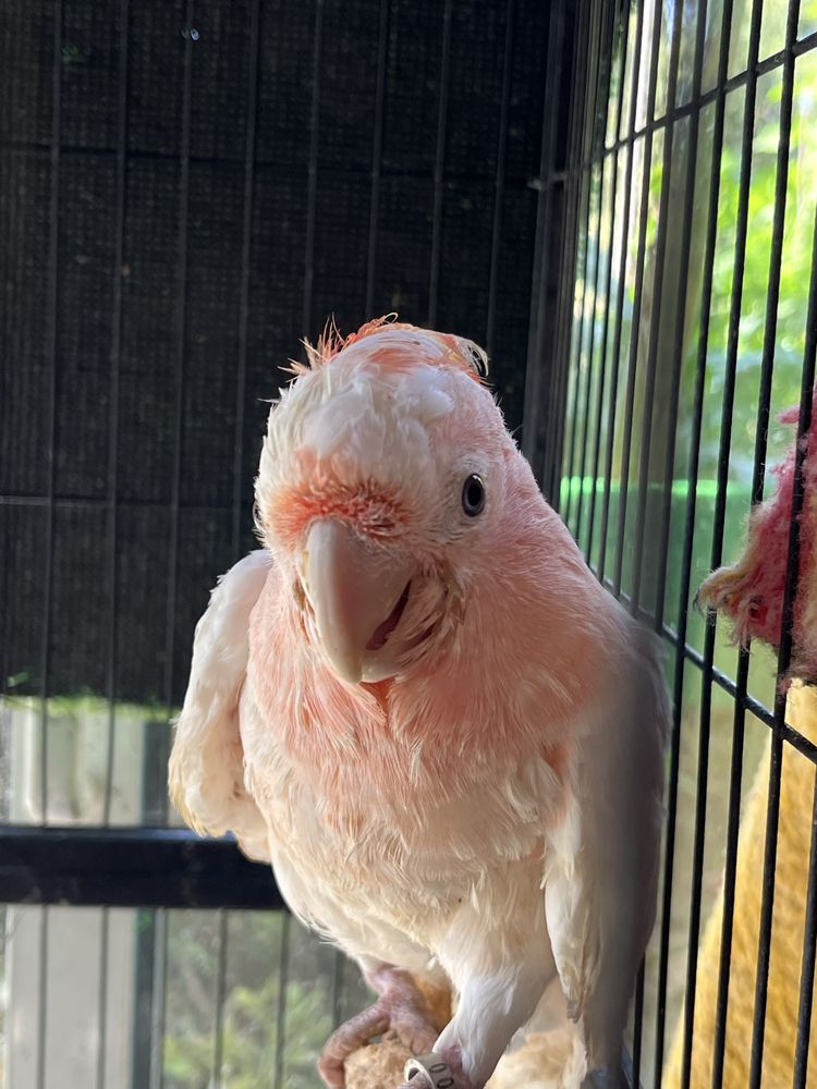 Cacatua Inca Fêmea