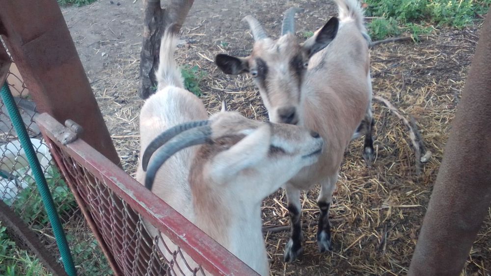 Молоденькие козочеки продам  хорошие руки