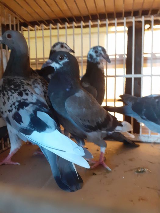 Sprzedam młode Ardeny