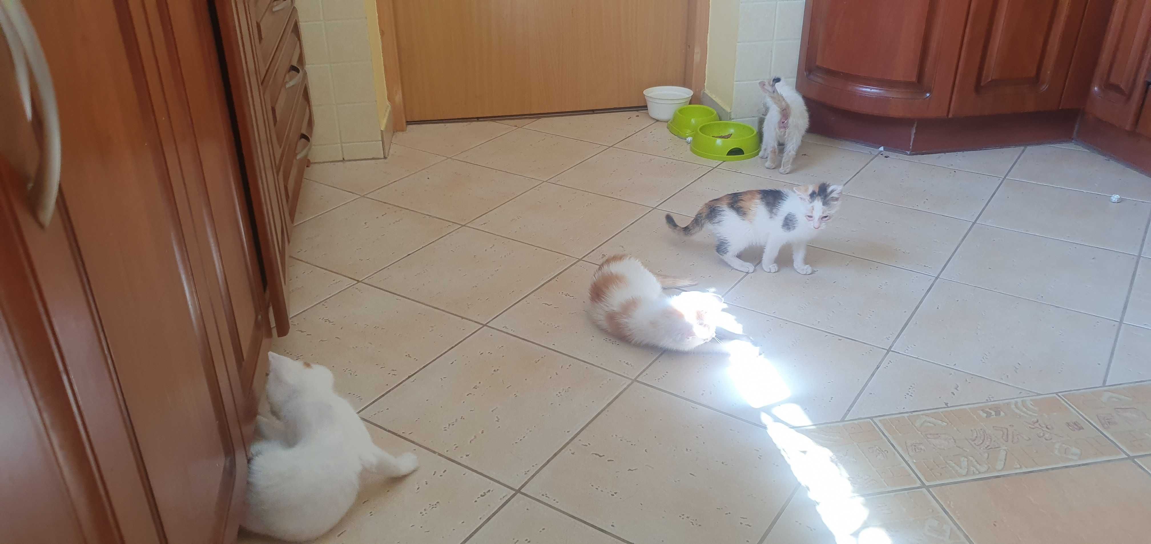 Kotki zadbane białe do adopcji
