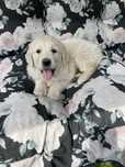 Szczeniaczek golden retriwer