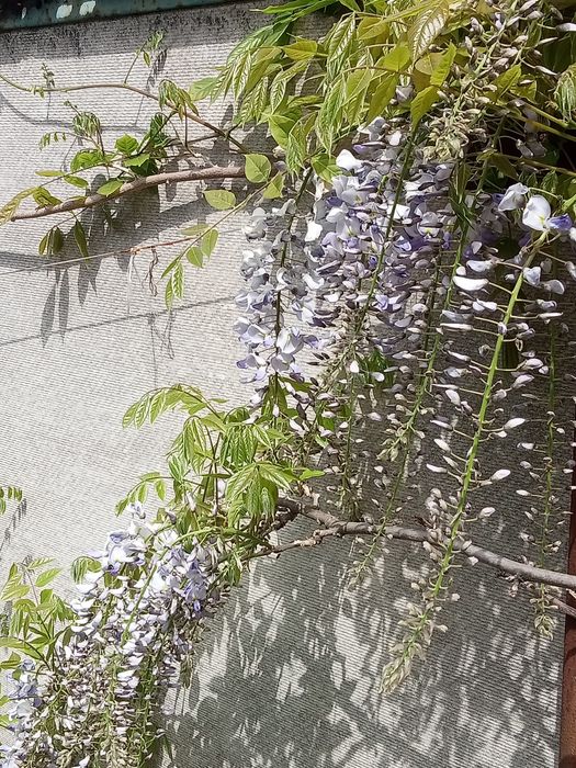 Глициния Блю-сапфир