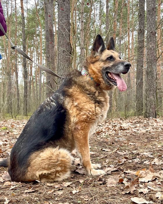 JAGA - psia seniorka szuka domu