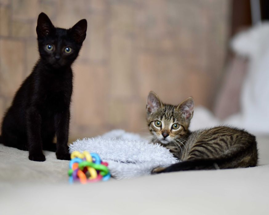 Kopciuszek szuka domu! Fundacja "Stawiamy na Łapy"