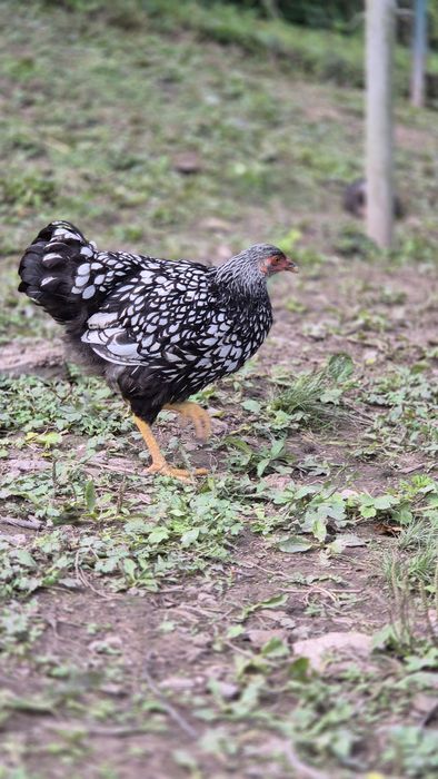 "Віандот-срібло".