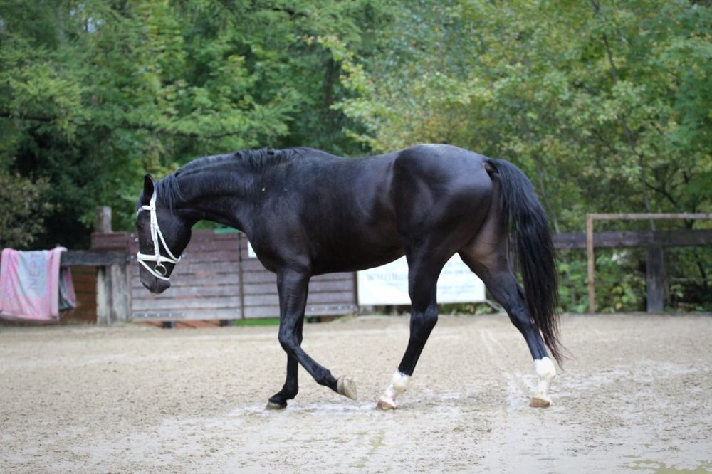 Kary przyszłościowy 3.5 latek