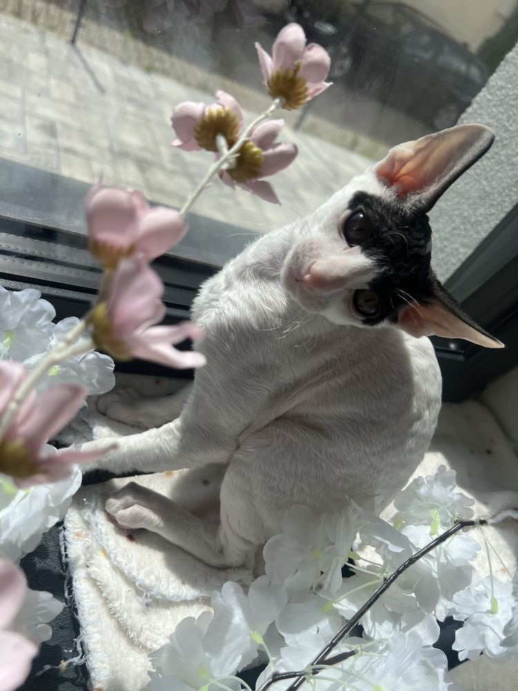 Cornish rex kocurek piekny wyjatek oczy- Kiwi gotowy  do odbioru
