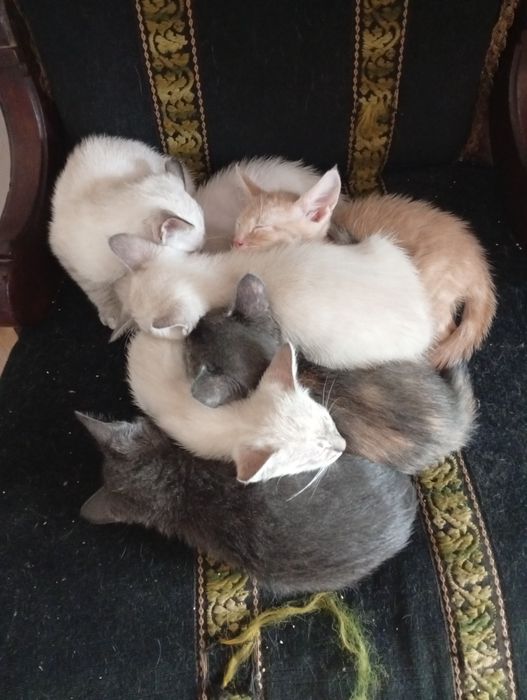 Gatos para adopção responsável