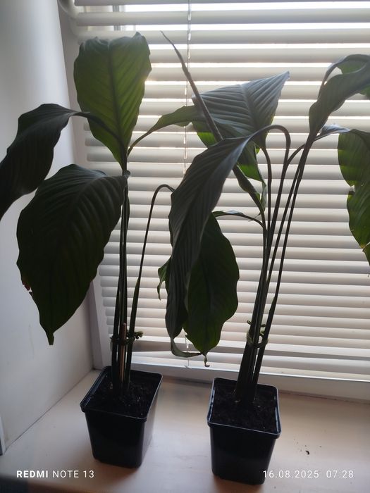 Комнатные растения