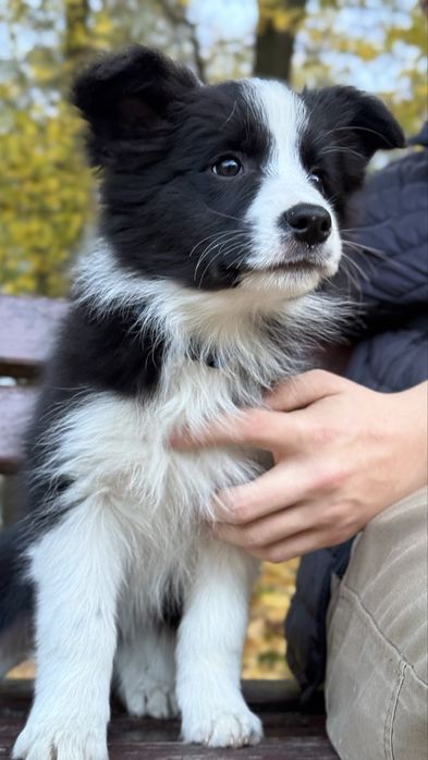 Suczka szczeniak Owczarek Border Collie rasowa