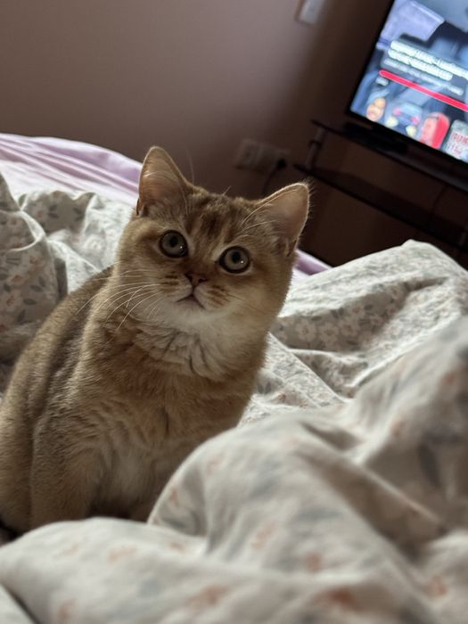 Котик золота шиншила — щеплення, паспорт, ручна красуня 4 місяці