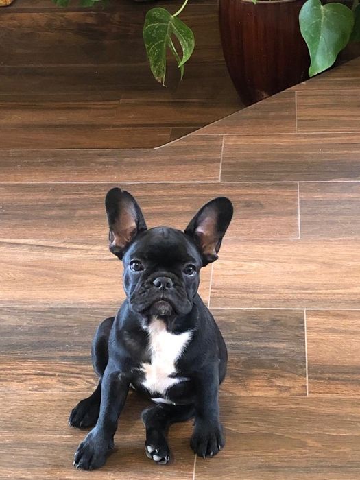 Французский бульдог мальчик