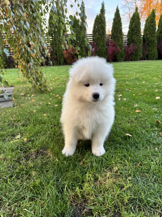 Amira suczka - szczeniak Samoyed - gotowa do odbioru  4.11
