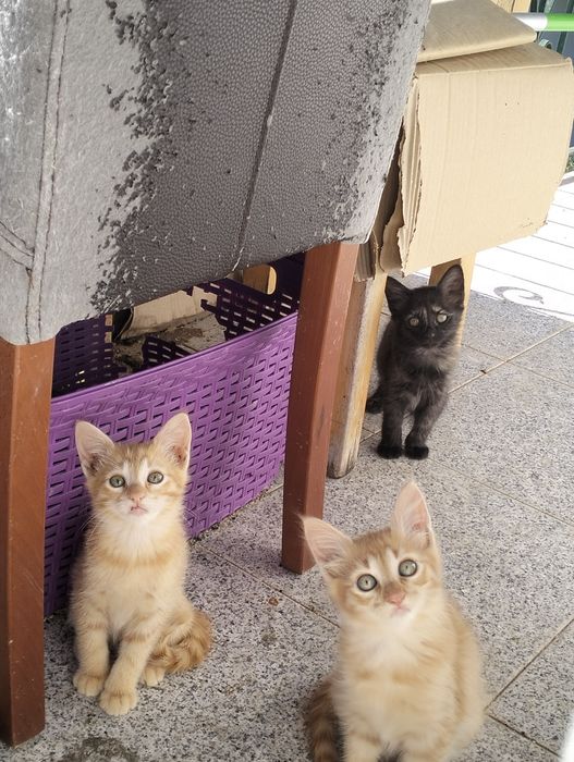 4 Gatinhos para adoção
