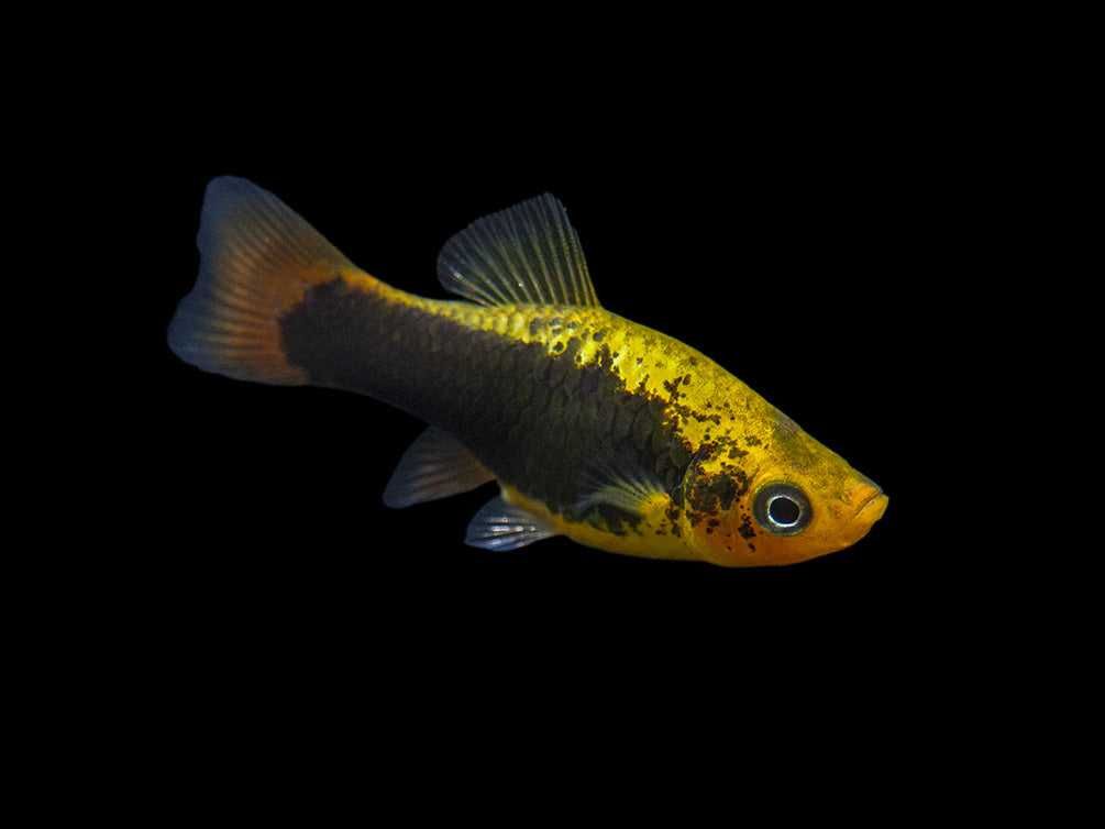 Zmienniak wielobarwny odmiana HAWAII - Xiphophorus variatus - dowóz