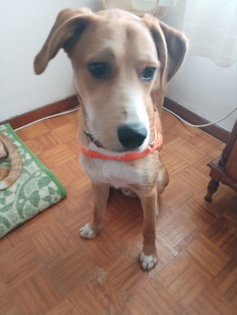 Para dar o cão e uma raça endefinido
