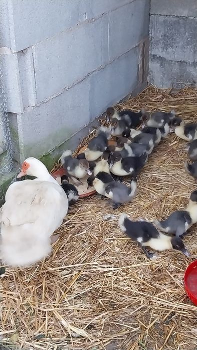 Vender-se patos mudos 1.5€