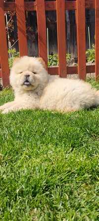 Chow chow piekne misie piesek