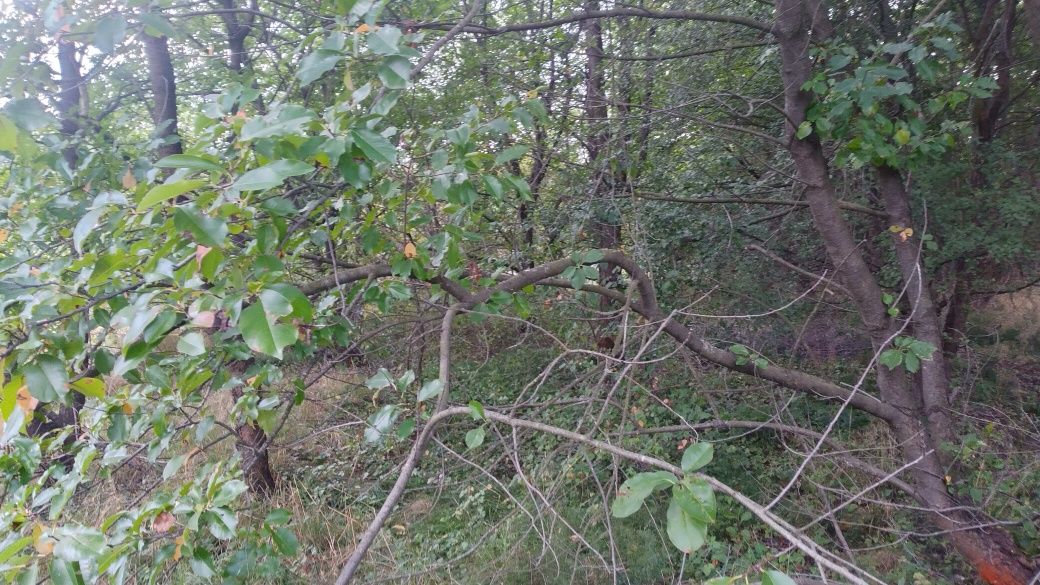 wycinka drzew za drewno usługi rębakiem utylizacja bioodpadów gałęzi